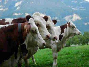 Le virus de Schmallenberg gagne du terrain en Europe Le virus de Schmallenberg gagne du terrain en Europe actualites