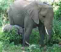 Éléphants Éléphants classification du vivant