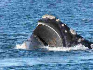 organe-sensoriel-baleines organe-sensoriel-baleines